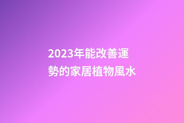 2023年能改善運勢的家居植物風水