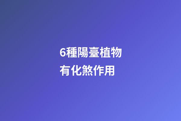 6種陽臺植物有化煞作用