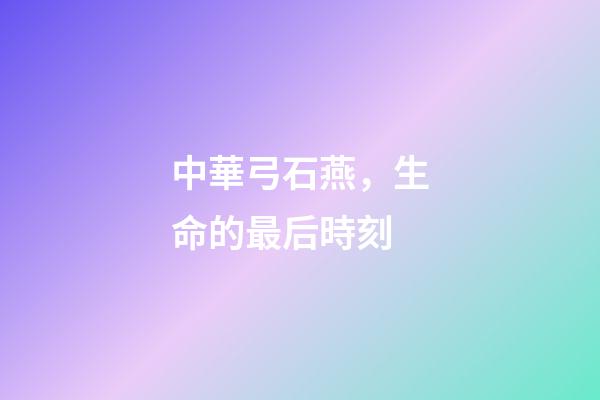 中華弓石燕，生命的最后時刻-第1張-觀點-玄機派