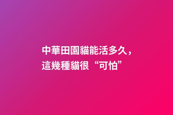 中華田園貓能活多久，這幾種貓很“可怕”-第1張-觀點-玄機派