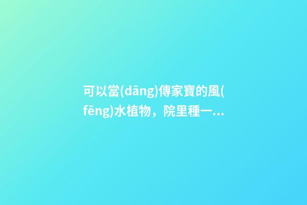 可以當(dāng)傳家寶的風(fēng)水植物，院里種一棵，開(kāi)花就是千萬(wàn)朵，紫氣東來(lái)