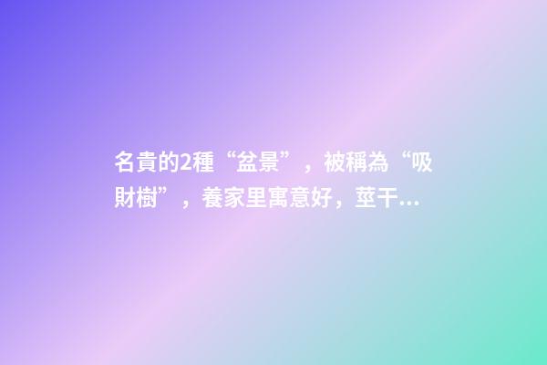 名貴的2種“盆景”，被稱為“吸財樹”，養家里寓意好，莖干好看