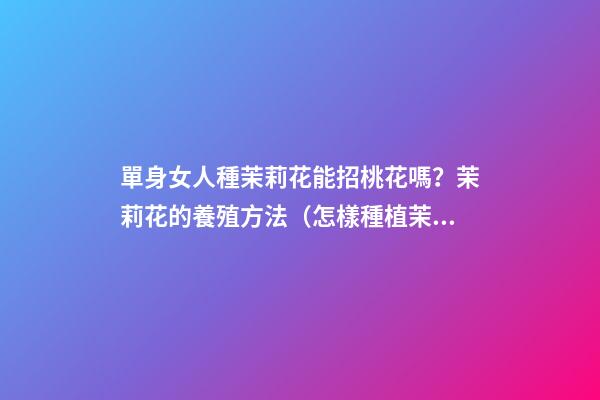 單身女人種茉莉花能招桃花嗎？茉莉花的養殖方法（怎樣種植茉莉花才多花）