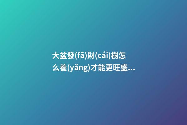 大盆發(fā)財(cái)樹怎么養(yǎng)才能更旺盛，發(fā)財(cái)樹就得“小盆”養(yǎng)