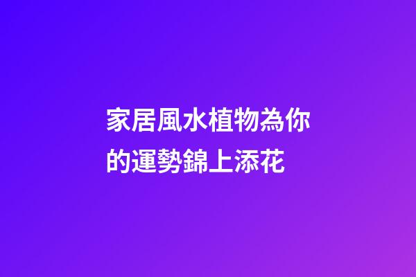 家居風水植物為你的運勢錦上添花