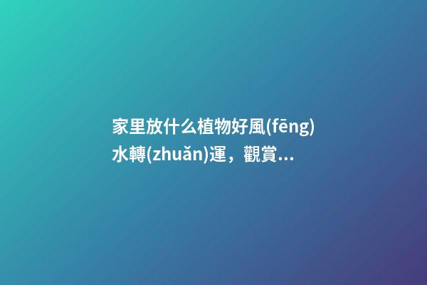 家里放什么植物好風(fēng)水轉(zhuǎn)運，觀賞價值高還容易養(yǎng)護的綠植-第1張-觀點-玄機派