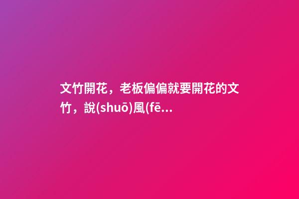 文竹開花，老板偏偏就要開花的文竹，說(shuō)風(fēng)水好，植物與風(fēng)水講究多