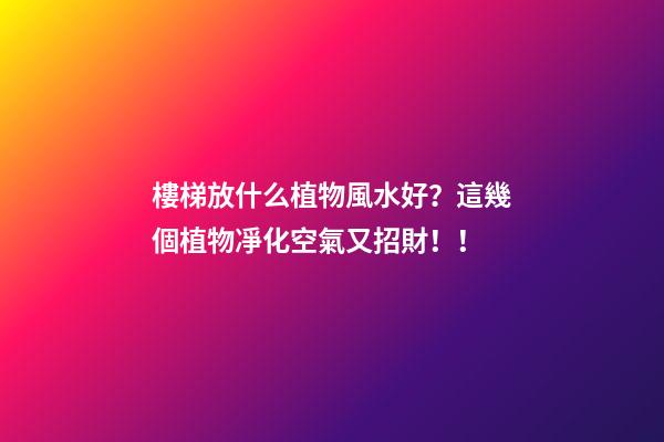 樓梯放什么植物風水好？這幾個植物凈化空氣又招財！！
