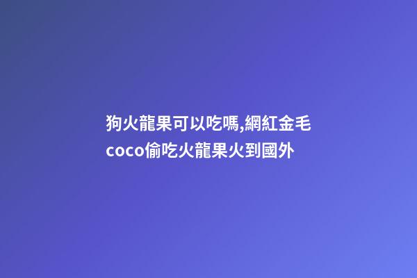 狗火龍果可以吃嗎,網紅金毛coco偷吃火龍果火到國外-第1張-觀點-玄機派