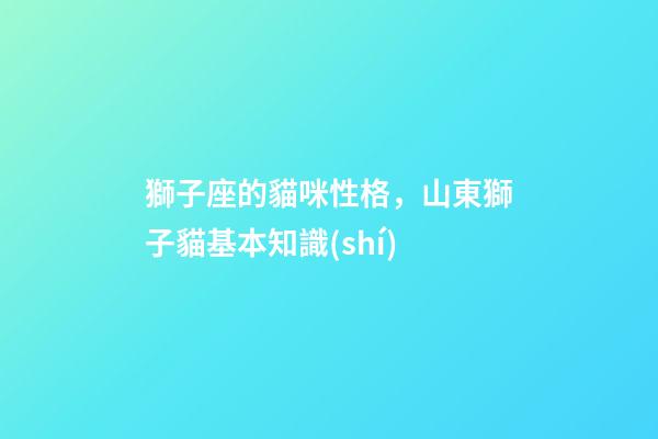 獅子座的貓咪性格，山東獅子貓基本知識(shí)-第1張-觀點(diǎn)-玄機(jī)派