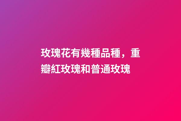 玫瑰花有幾種品種，重瓣紅玫瑰和普通玫瑰-第1張-觀點-玄機派