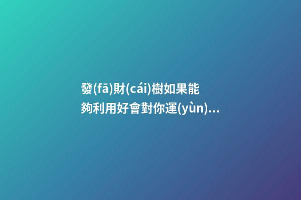 發(fā)財(cái)樹如果能夠利用好會對你運(yùn)勢有幫助