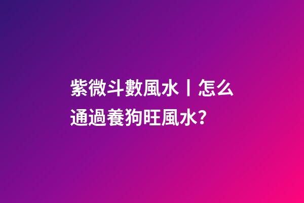 紫微斗數風水丨怎么通過養狗旺風水？