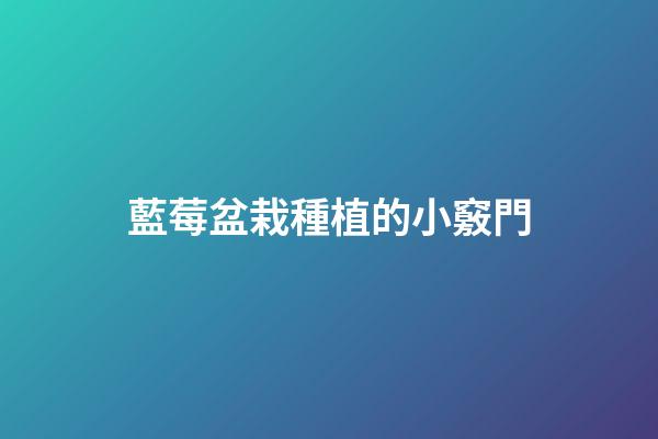 藍莓盆栽種植的小竅門