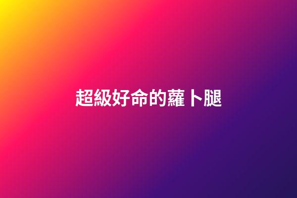 超級好命的蘿卜腿