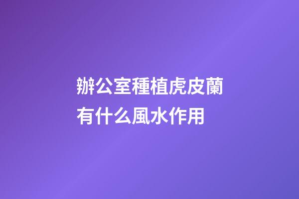 辦公室種植虎皮蘭有什么風水作用