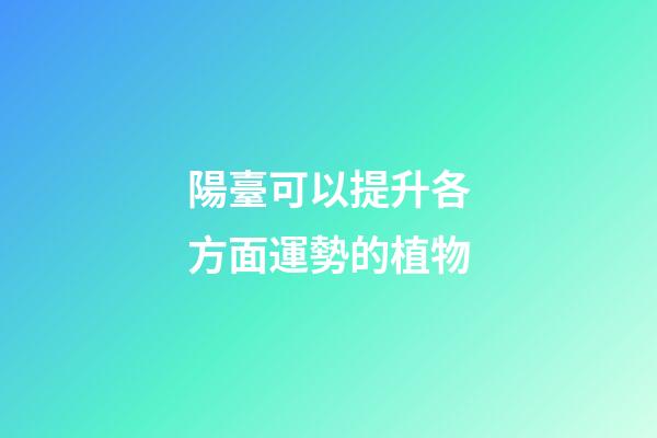 陽臺可以提升各方面運勢的植物