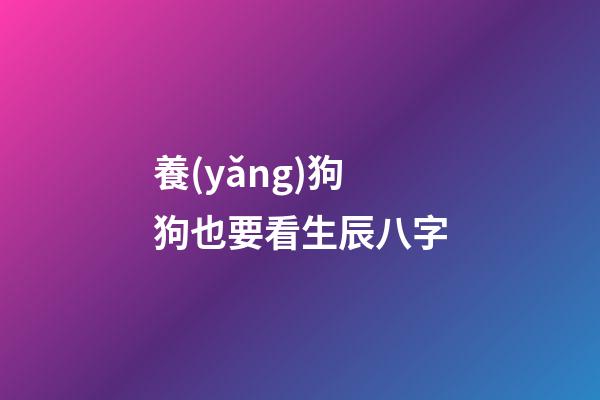 養(yǎng)狗狗也要看生辰八字
