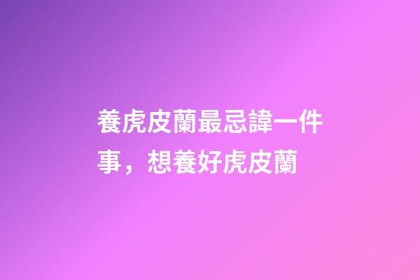 養虎皮蘭最忌諱一件事，想養好虎皮蘭-第1張-觀點-玄機派
