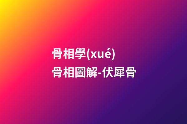 骨相學(xué)骨相圖解-伏犀骨